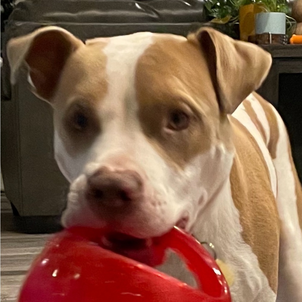 Meet your Posher, Laci